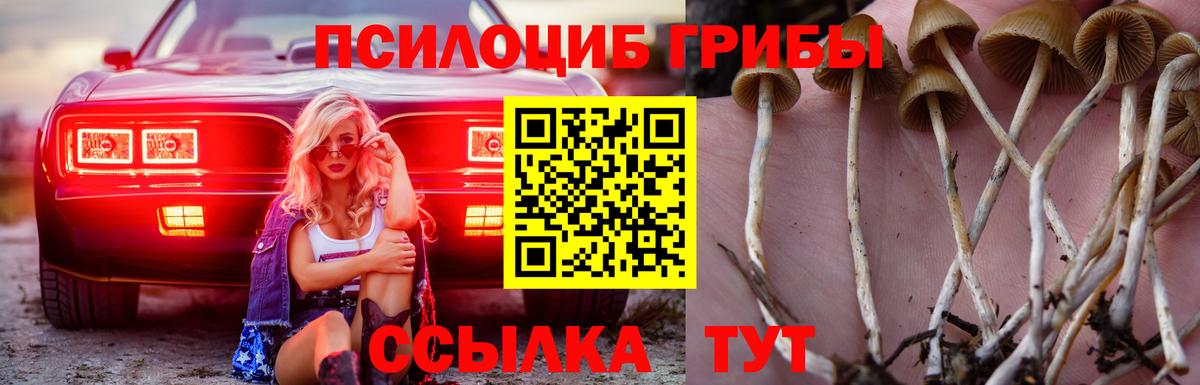 Псилоцибиновые грибы Psilocybe Кузнецк